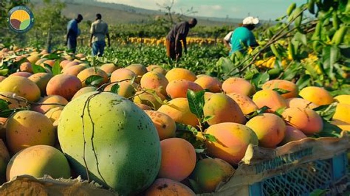 	In urban Delray Beach, mangoes, farm life still thrive	
