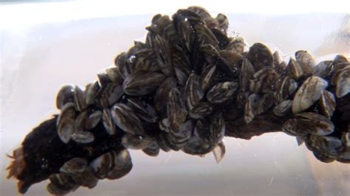 invasive species found at Raystown Lake