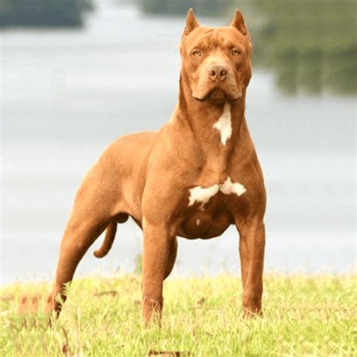 Is Pitbull Gay? Understanding The Myths And Realities