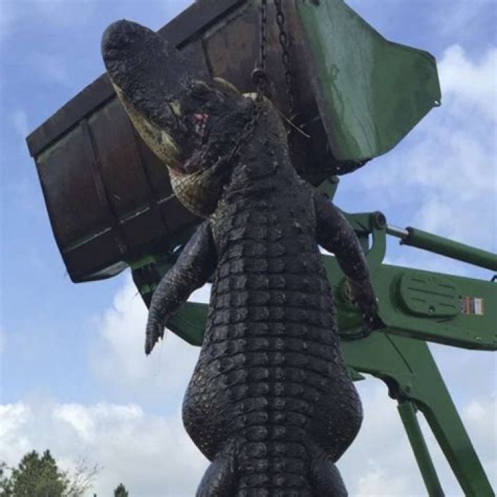 ‘It was a monster’: Hunters kill enormous 360kg alligator that was feasting on farm cattle