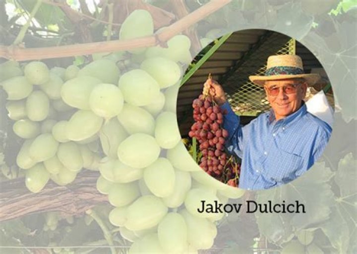 Jakov Dulcich Net Worth – Phone Number, House Address, Wiki
