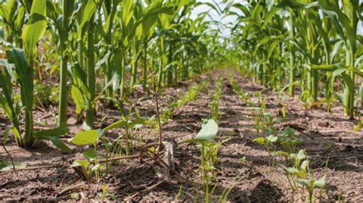 Local students learn importance of agriculture by planting their own corn