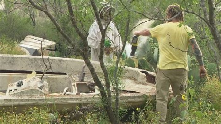 Man stung over 400 times; man, hive saved
