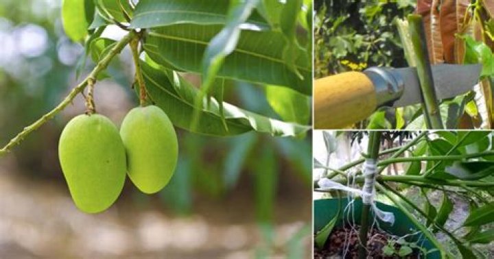 	MANGO GROWER PULLS UP ROOTS	