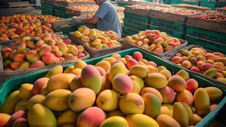 	MANGOES LAND PICKER IN A JAM	