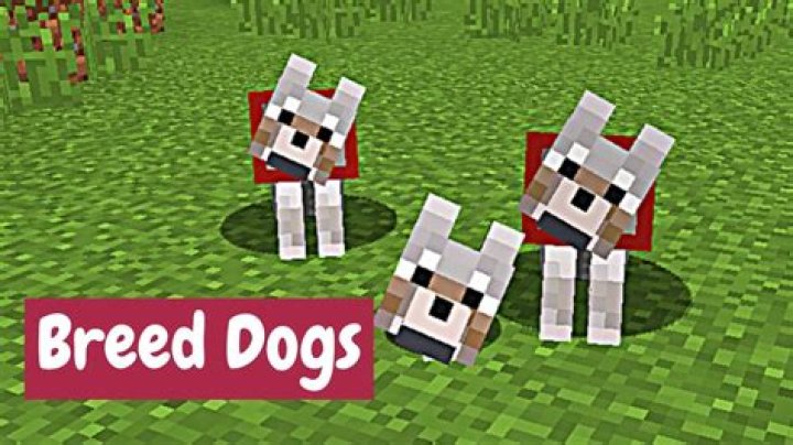 Minecraft: How to Breed Dogs