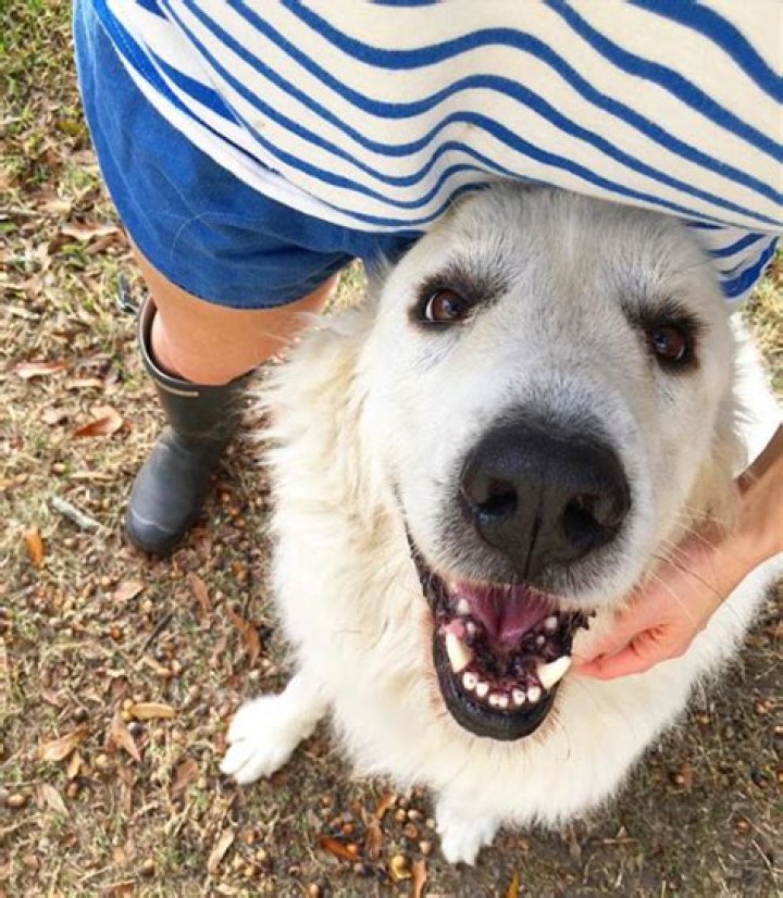 More Than A Dog Tale
– Laurel Mercantile