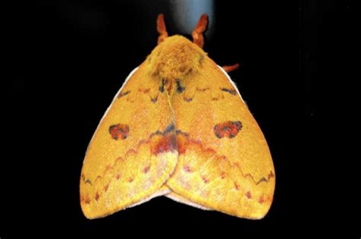 	Moth Week flies into South Florida nature center	