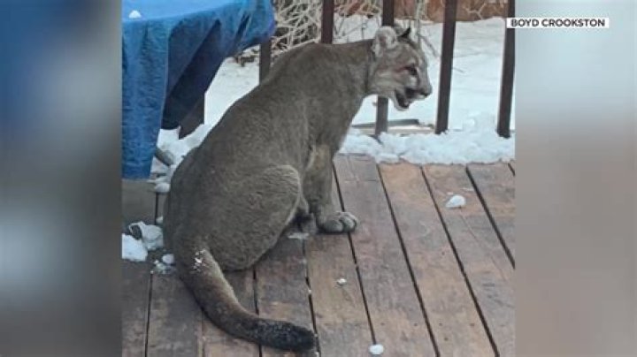Mountain lion captured in Logan after it ran through residents' yards