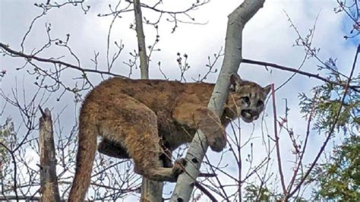 Mountain lion euthanized after feeding on livestock in Pleasant Grove neighborhood