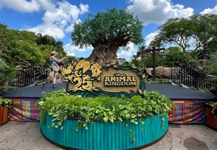 	Nace gorila en Disney’s Animal Kingdom	