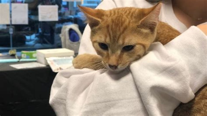 Nardecchia Spay and Neuter Fund hosts first ever Vendor Fair and Basket Raffle