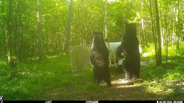 Officials give tips to stay safe during black bear mating season