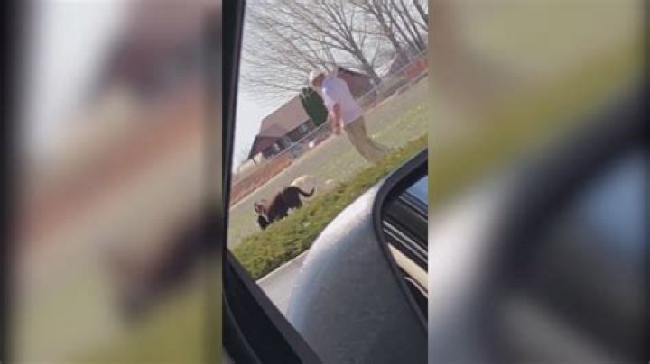 Ogden Man Apologizes After Dog Kills Cat, Caught On Camera