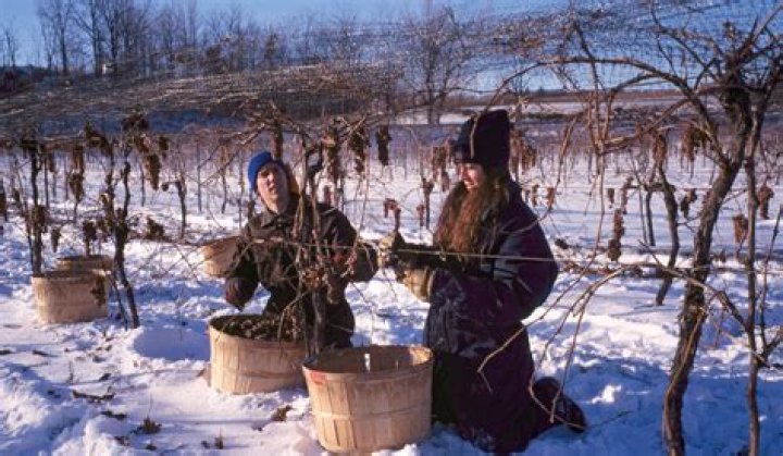 Opinion | What goes into making the best ice wine, be it from Canada or Germany