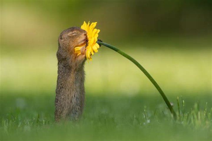 Photographer captures moment 'curious' squirrel stops to smell a flower