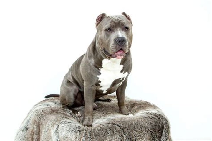 Pitbull Ethnic Background: Understanding The Origins And Diversity Of The Breed