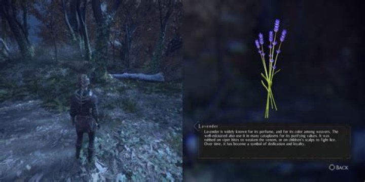 Plague Tale Innocence: Where to Find Every Herb for Hugo’s Herbarium