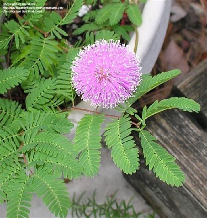 	Plant profile: Sunshine mimosa	