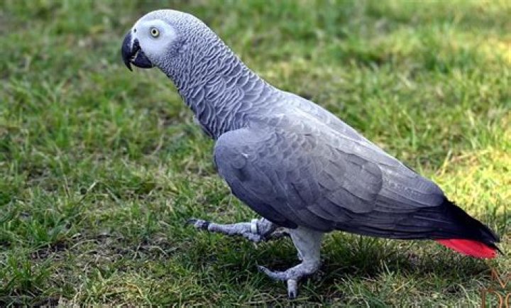 Prix Perroquet Gris Du Gabon