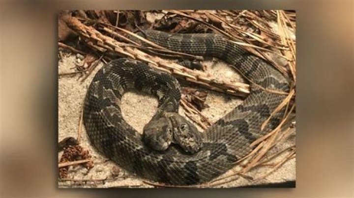 Rare, two-headed rattlesnake found in New Jersey forest