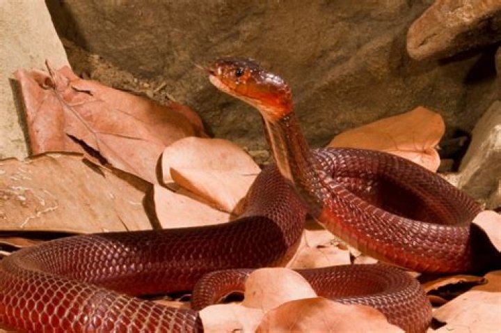 	Red spitting cobra, other venomous snakes seized in Boca Raton	