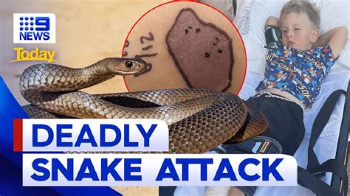 	Report: Where’s the python that killed toddler?	