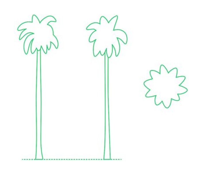 	Royal palm is covered in white	