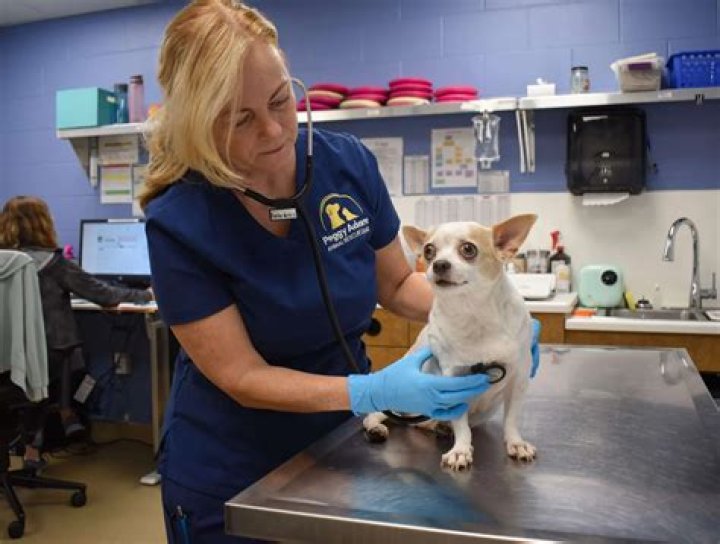 	Scenthound, Peggy Adams partner to give dogs ‘clean starts’	