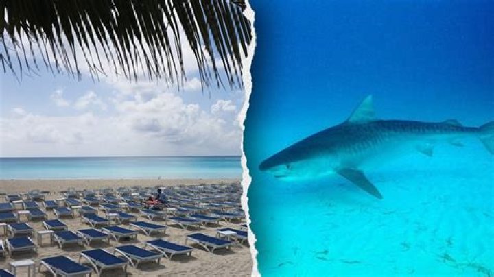 	SHARK VICTIM’S SON DIES OF APPARENT OD	
