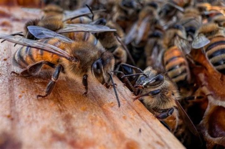 	South Florida abuzz in ‘killer bee’ complaints	