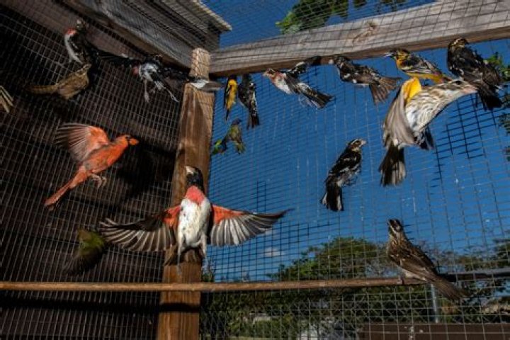 	South Florida songbirds being trapped, sold on black market	