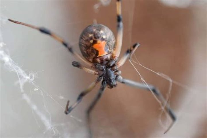 	Spider wars: Black widows are being killed off by non-native brown widows in Florida	