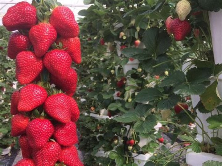	Strawberry fields forever: Pick strawberries off the vine at these South Florida u-picks	