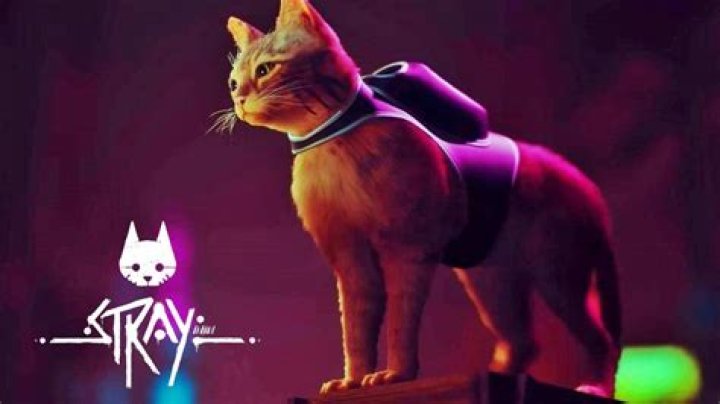 Stray: Release date, gameplay, trailers, PS Plus, platforms