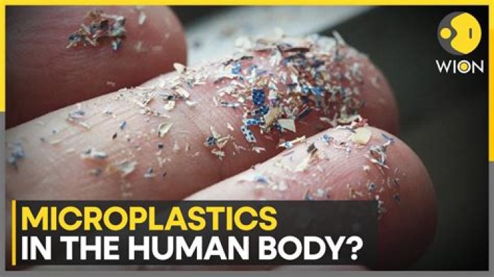 Study finds microplastics in 100% of human, dog testicles examined: 'Concerning'
