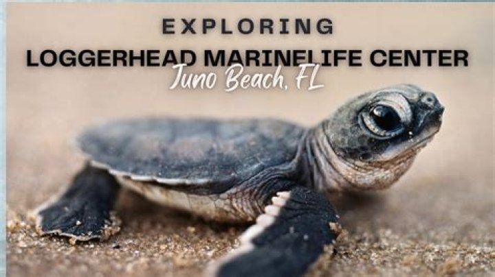 	SummerTimeOut: Turtle tours at Loggerhead Marinelife Center in Juno Beach	