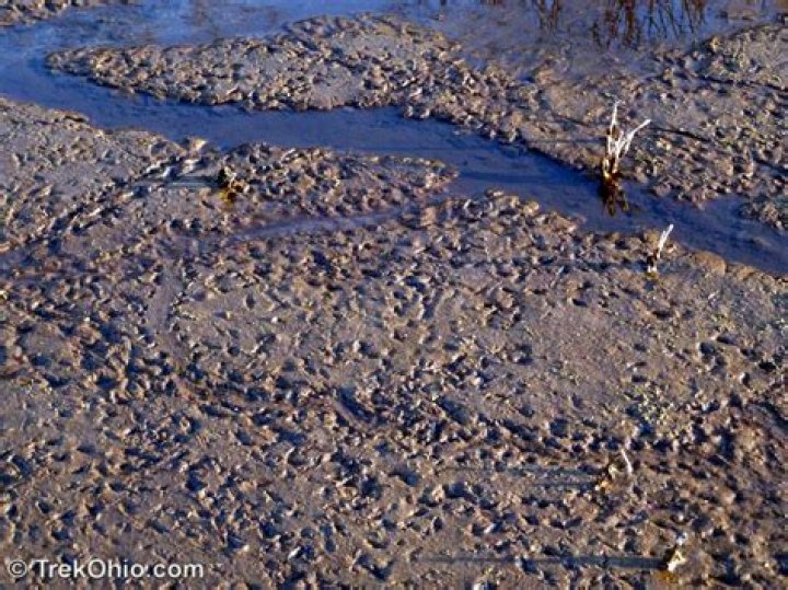 	SWAMP QUEEN BOGGED DOWN IN THE MIRE	