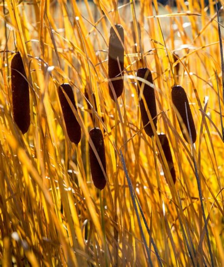 	SWAMP’S BALANCE AT RISK CATTAILS THREATEN WILDLIFE, VEGETATION	
