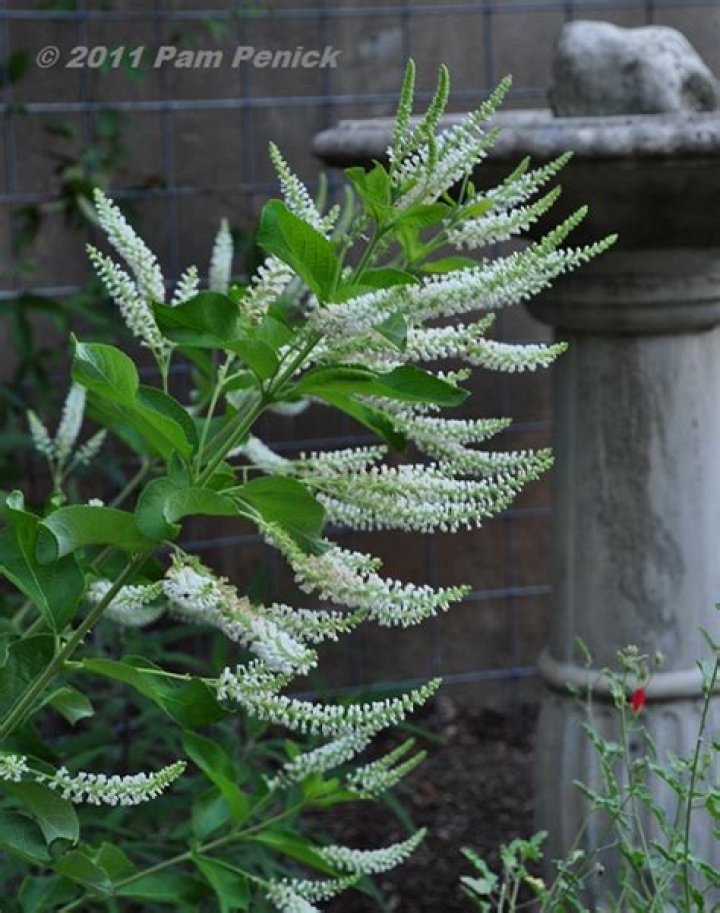 	Sweet-smelling almond verbena tree	
