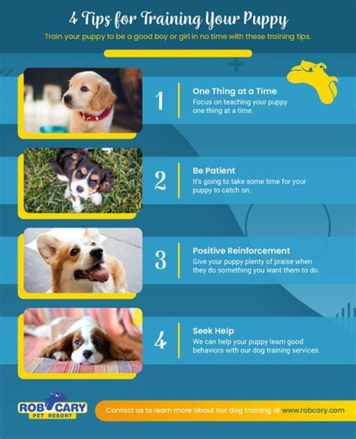 Taking a look at the work needed to train a dog to help those with disabilities