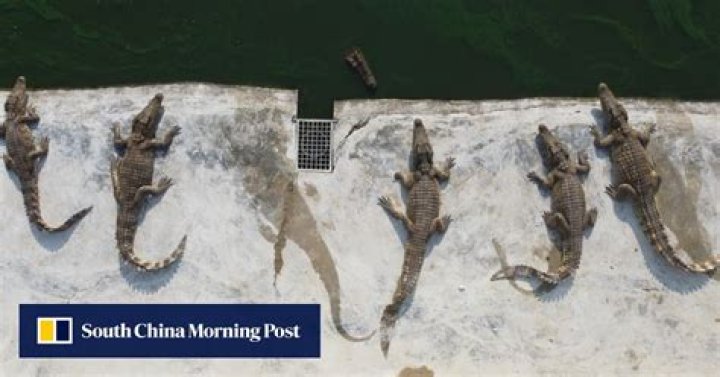 Thais snap up crocodile meat as pork prices surge