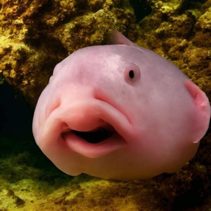 The Fascinating World Of The Pink Ugly Fish