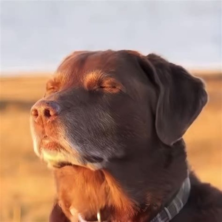 ‘The Power of the Dog’: Let’s Discuss That Incredible Conclusion