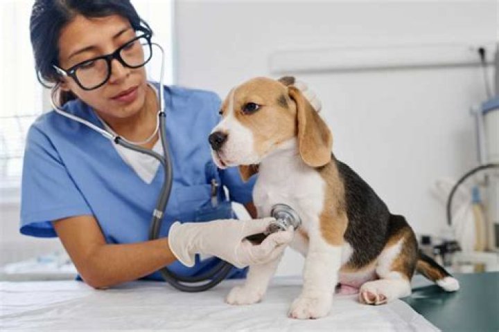 The Vet Life Lawsuit Outcome: Latest Updates And Implications