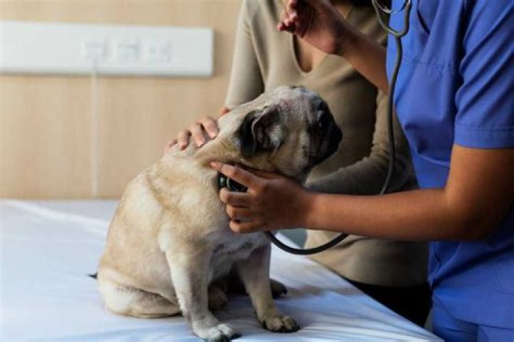 The Vet Life Lawsuit Outcome Update