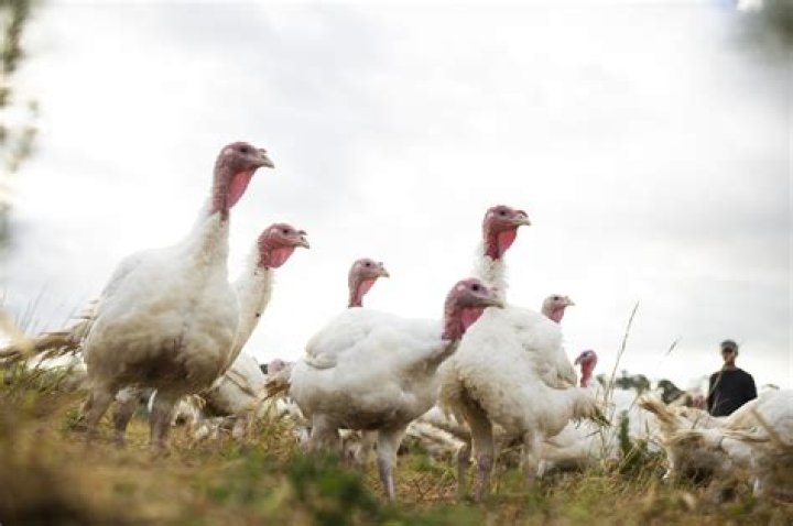 This Thanksgiving, 'smaller (turkeys) are going to go 1st'