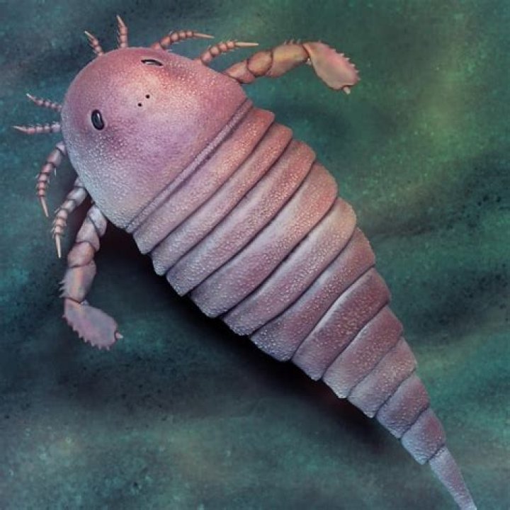 Tiny sea scorpion fossil find in China is rare surprise for scientists