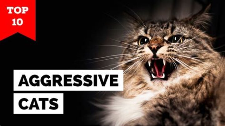 Top 11 Most Aggressive Cat Breeds (With Pictures) | PangoVet