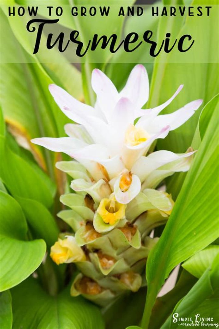 	Turmeric is easy-to-grow tropical plant	